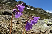 Anello del Pizzo delle segade dal Passo San Marco il 5 giugno 2018 - FOTOGALLERY"